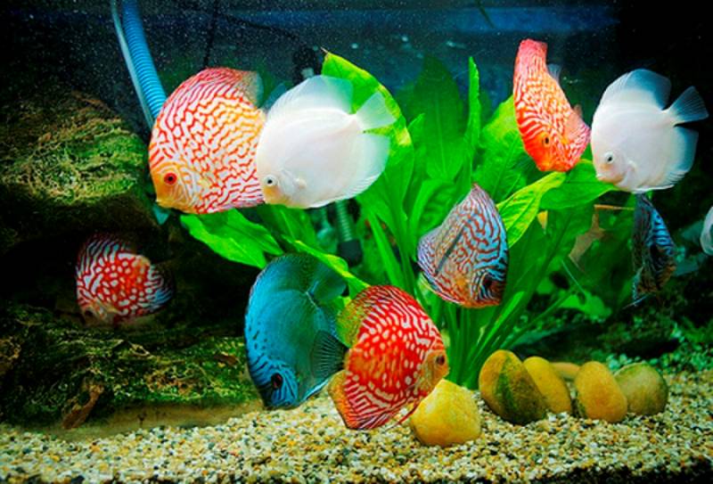 Gặp cá cảnh trong bể
