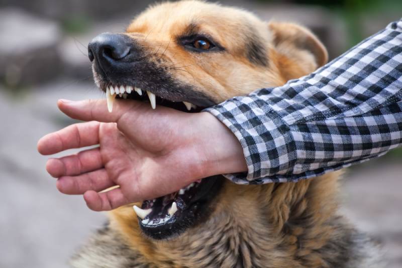 Giải mã ý nghĩa giấc mơ thấy chó cắn